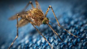 Read more about the article West Nile Mosquito Found In Southeast Neighborhood