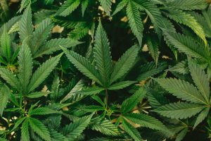 Read more about the article Local Tribe Opens Marijuana Dispensary in Fresno