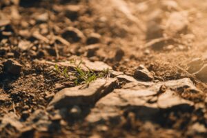 Read more about the article Post Hurricane Hillary, California Faces More Excessive Heat